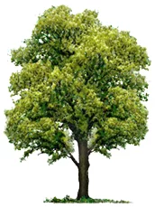 oak