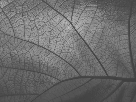 leaf close up